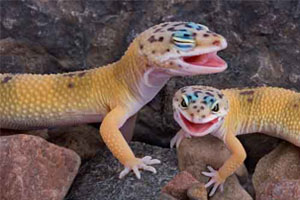geckos eat roaches